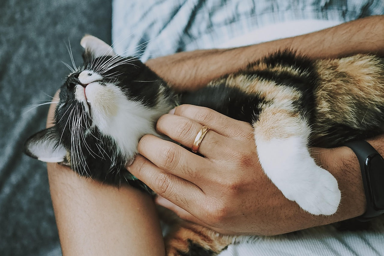 Suscripcion Pet Friendly (Miembro NOP)